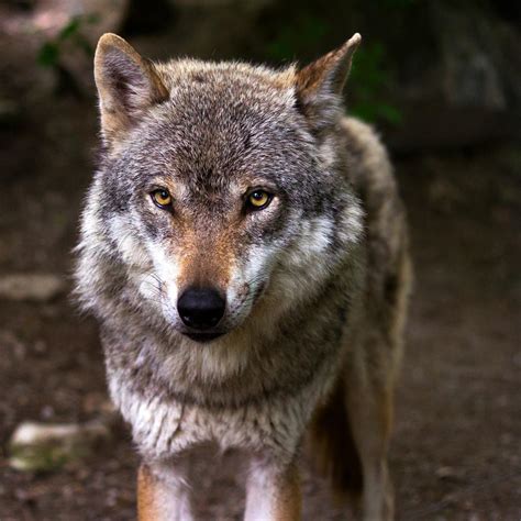 Introducir 54 Imagen Que Animales Comen Los Lobos Abzlocalmx