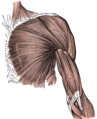 Major muscles of the body, with their common names and scientific (latin) names your job is to diagram and label the major muscle groups, for both the anterior (frontal) view and the posterior (rear) view anterior view posterior view. Biology for Kids: Muscular System
