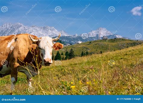 A Cow On An Alpine Meadow In Slovenia With High Alpine Peaks In The