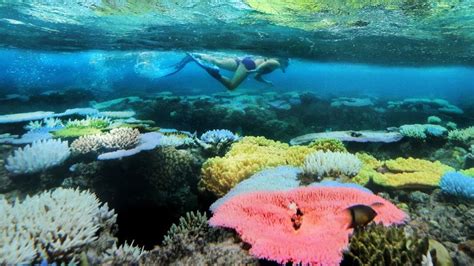 Great Barrier Reef Bleaching Event Sees Stressed Coral In