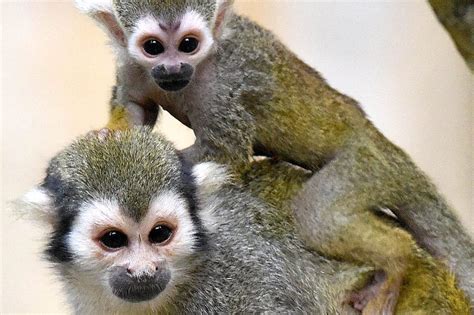 2 Baby Squirrel Monkeys Born At Brookfield Zoo Chicago Sun Times