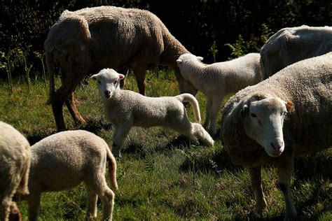 Free Images Grass Meadow Wildlife Herd Pasture Grazing Sheep