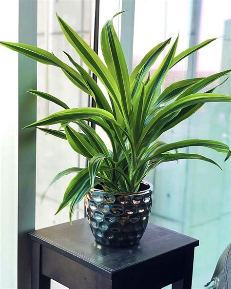 What Is The Easiest Large Indoor Plant