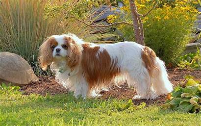 Spaniel Charles Cavalier King Toy English Dog