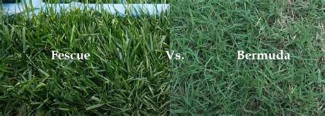 Bermuda Grass Vs Fescue Differences And Identification With Pictures