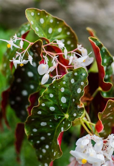 Begonia Maculata Care How To Grow Polka Dot Begonia Smart Garden