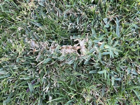 What Is This Growing In My Grass Lawncare