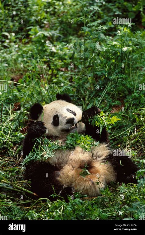 Giant Panda Eating Bamboo In The Bush Wolong Sichuan China Stock