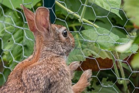 How To Stop Rabbits From Eating Your Plants Rushfields