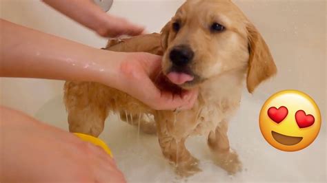 Golden Retriever Puppy Gets First Bath Youtube