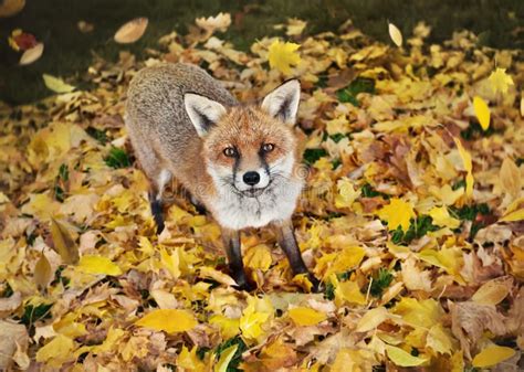 Red Fox Standing On The Autumn Leaves In The Back Garden Stock Photo Image Of Nature Outdoor