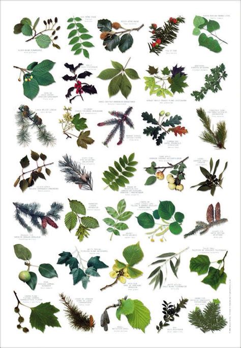 British Tree Leaves Identification Chart Nature Poster Art Art