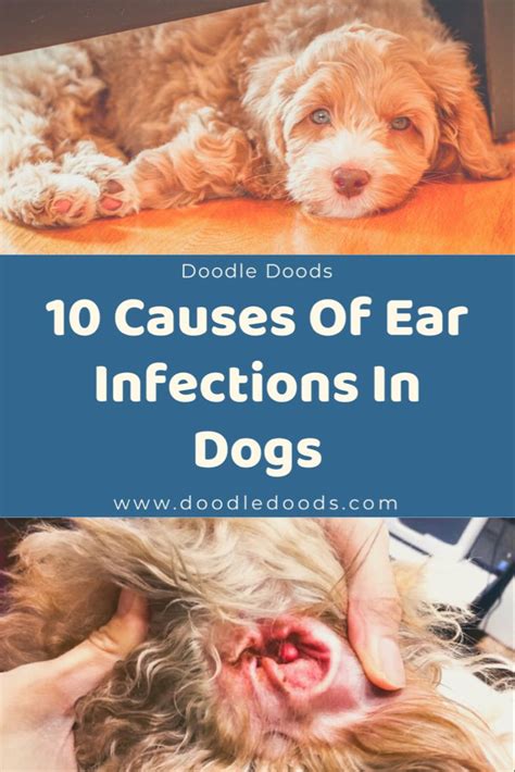 Dog Ear Infection In Dogs Causes Of Ear Infections In Dogs Doodle