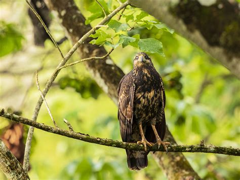 Great Black Hawk Birding Trinbago