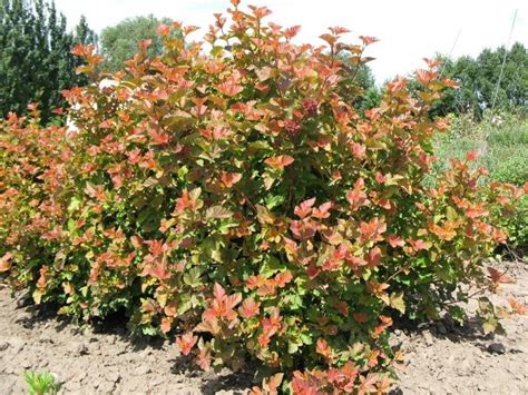 A superb bright medium sized deciduous shrub with lovely golden yellow foliage. Physocarpus opulifolus 'Jefam' (5# $31.00 - Bachman's ...