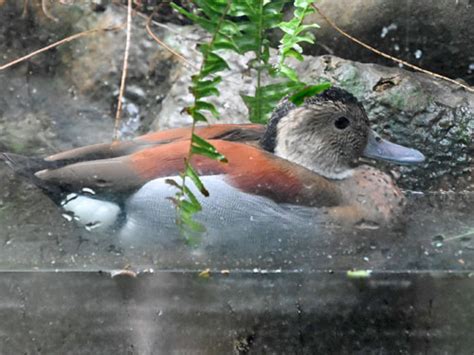 Callonetta Leucophrys Ringed Teal In Bronx Zoo