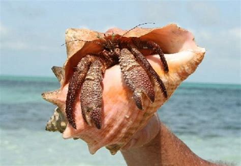They didn't kill the hermit crab but they pulled out the conch and trowed back to the ocean.this was recorded in cuba they keep the conch to s. 301 Moved Permanently