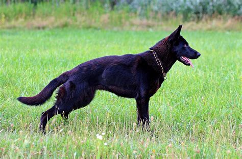 Recklessly Black German Shepherd 1 Year Old