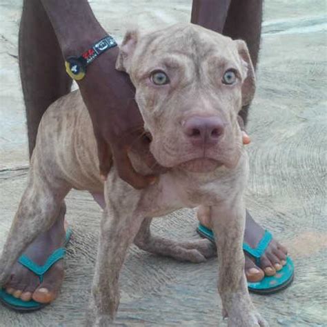 careful   buy puppies  olx images pets nigeria