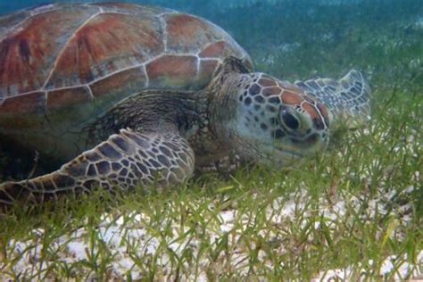 Sea Turtle Diet What Each Turtle Species Eat Olive Ridley Project