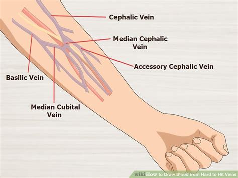 Diagram Of Veins In Arm For Phlebotomy Free Wiring Diagram