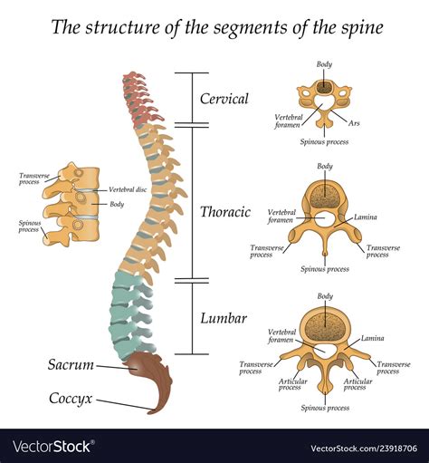 Lumbar Spine Diagram Labeled