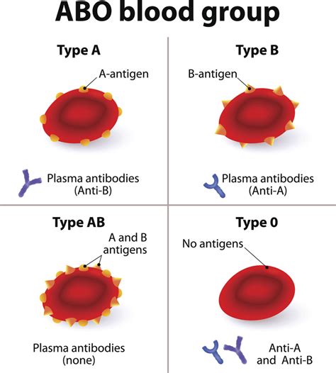 Blood Types And Antigens MedicTests