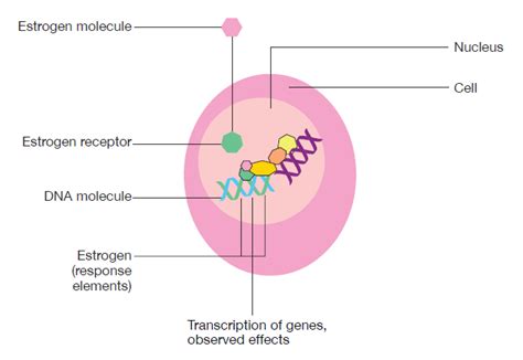 24 x 7 technical support and call center access are available from micromedex support. Mechanism of action | Vaginal Infection Treatment | Estragyn