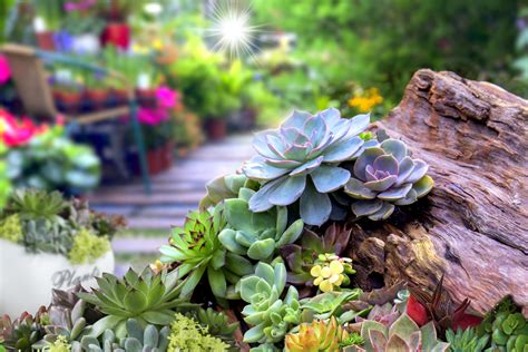 Grow A Cactus And Succulent Garden