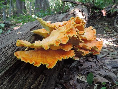 Chicken Of The Woods Mushroom Identification Look Alikes Medicinal
