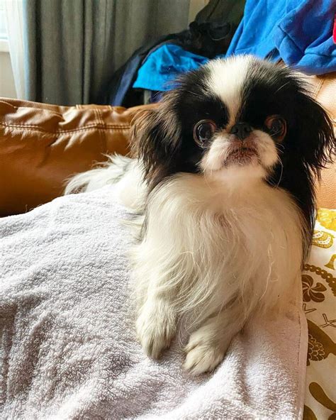 15 Cool Facts About Japanese Chin Page 5 Of 5 The Dogman