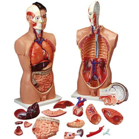 The various steps in this chapter that describe the manner in which to model the figure also contain some illustrations of human anatomy. Budget Life-Size Male Torso (19 parts) XC-201 CMT5 | Tall ...