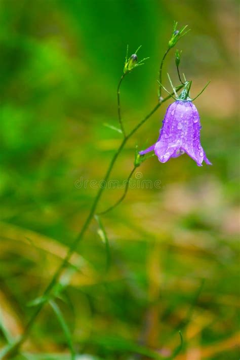 Closeup Of Blue Bell Flower Stock Photo Image Of Meadow Grass 25567682