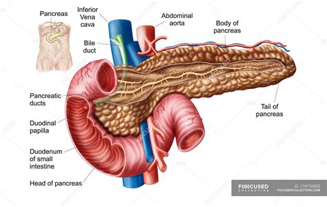 Medical Illustration Of Pancreas Anatomy With Labels — Details