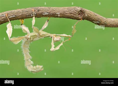 Giant Prickly Stick Insect Extatosoma Tiaratum Female Native To