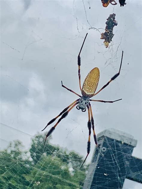 An Adult Female Golden Silk Orb Weaver From Florida Reminded Me Of The