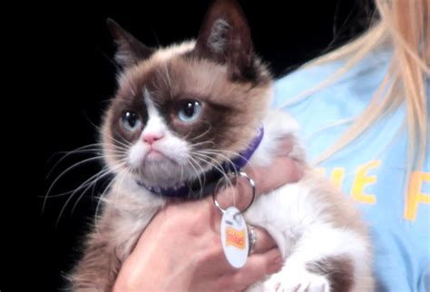 Grumpy Cat Has Passed Away Here Are The Best Memes To