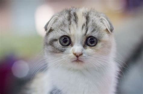 Scottish Fold History Personality Appearance Health And