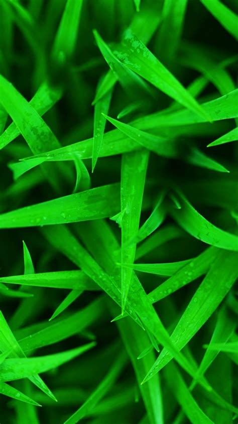 Green Grass Wallpaper 14