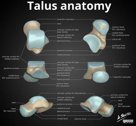 Anatomy Of The Talus Image