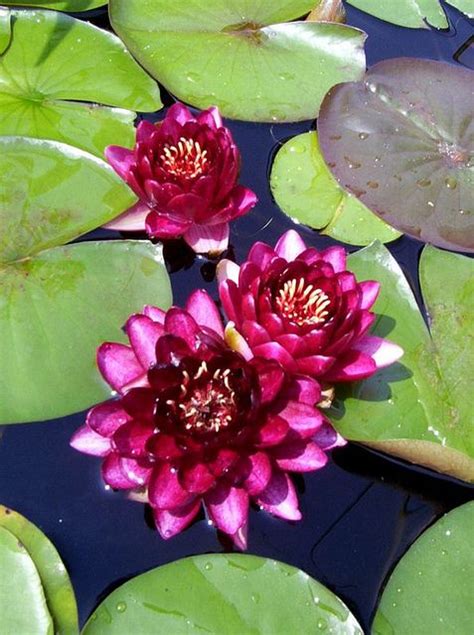 How To Winterize Your Pond Hydrosphere Water Gardens Water Lily