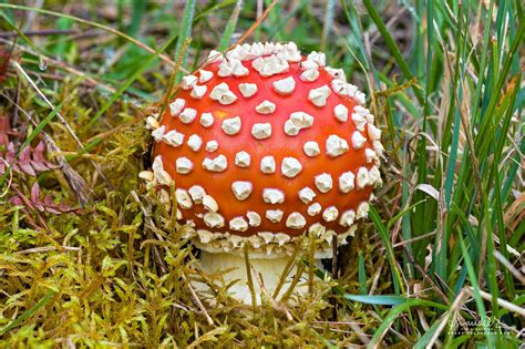 A Fly Agaric Amanita Muscaria Emerges From Its Vulva Lupon Gov Ph