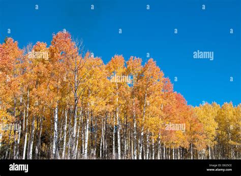 Aspen Trees Fall Colors Stock Photo Alamy