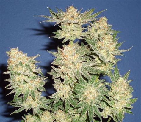 The White And White Hybrids International Cannagraphic Magazine Forums