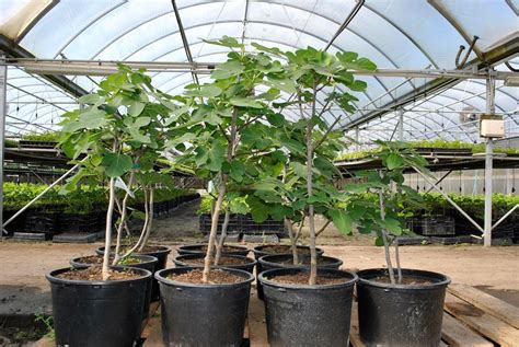 Growing Fig Trees In Containers Stark Bros