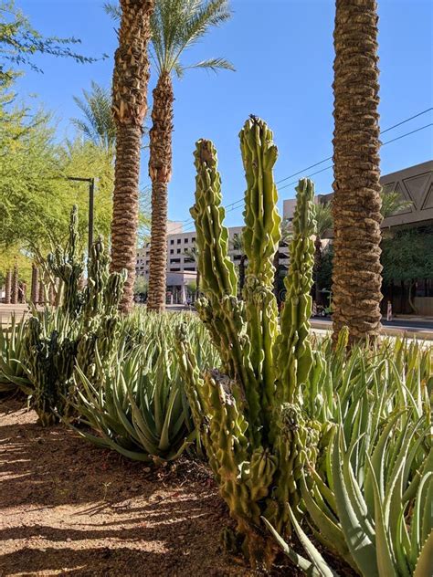 Tall Vertical Cacti Arizona Cactus Garden Stock Photos Free And Royalty