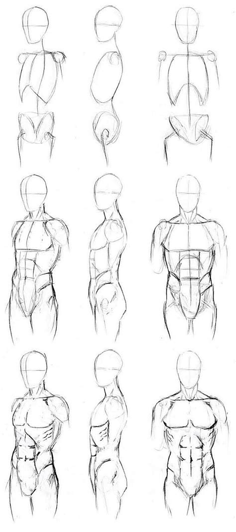 How To Draw The Male Torso Step By Step Theme Loader