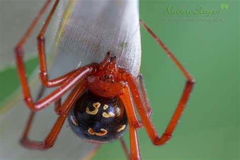 The Red Widow Latrodectus Bishopi Is A Real Beauty Rspiders