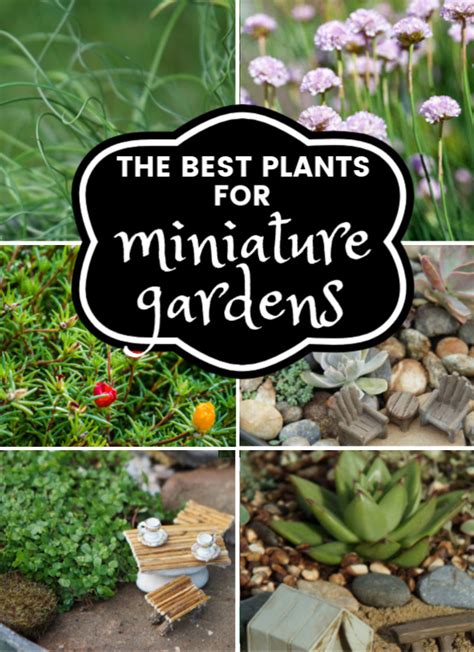 35 Best Fairy Garden Plants And Ive Tried A Lot Of Plants Fairy