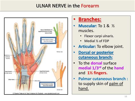 Ppt Median And Ulnar Nerves Powerpoint Presentation Free Download Id